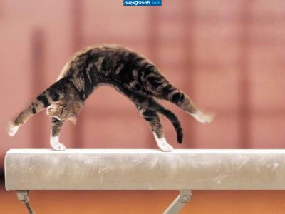 Кот-гимнаст